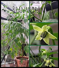 Blomma chili Brnnstrm