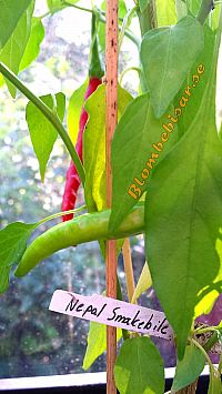 Nepal Snakebite chili