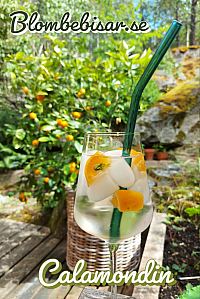 calamondin