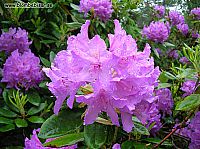 Rododendron buske