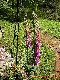 Digitalis - Fingerborgsblomma