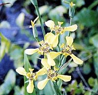Neomarica Longifolia